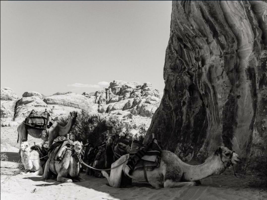 Wadi Rum Moon Camp 외부 사진
