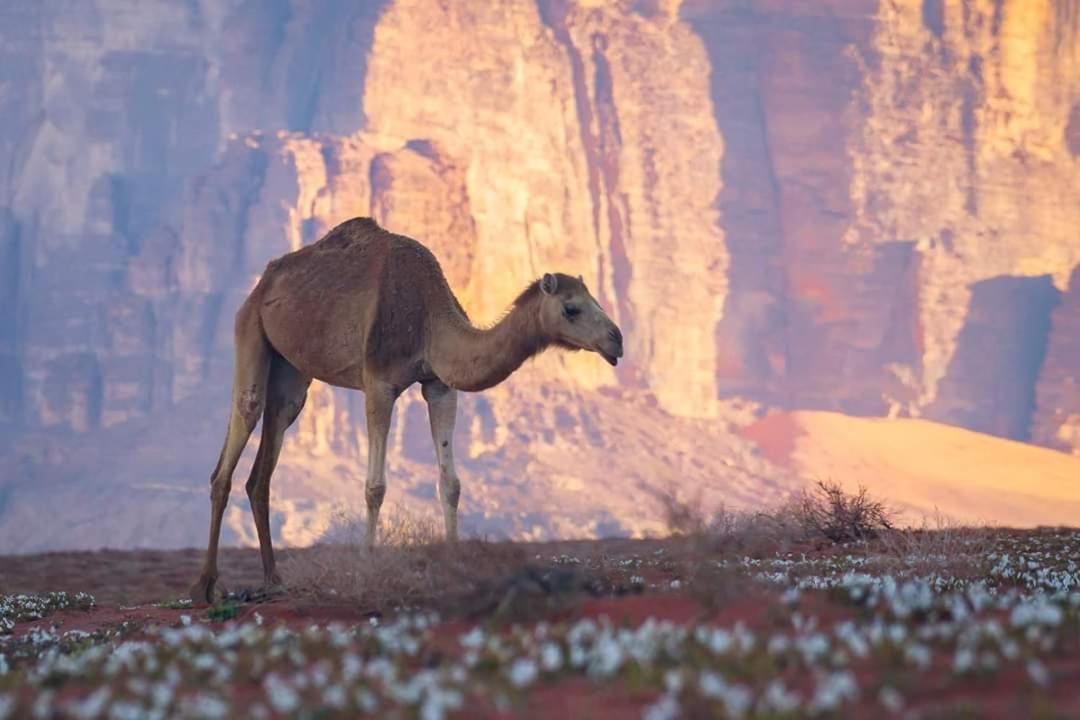 Wadi Rum Moon Camp 외부 사진